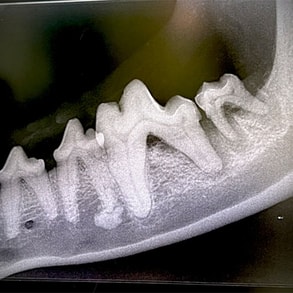 Dog Dental Check_Mobile