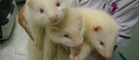 Care of Ferrets