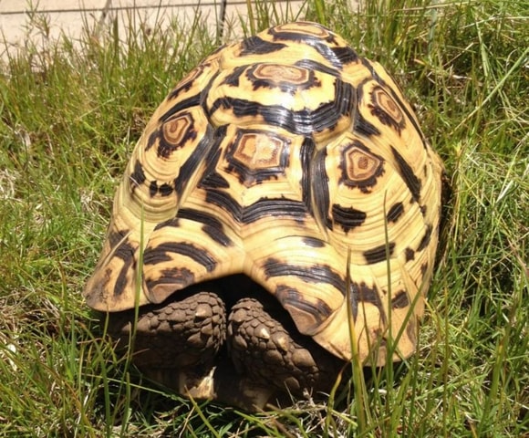 Five important points to consider when buying a Tortoise