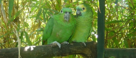 Why feed pellets to your Parrot