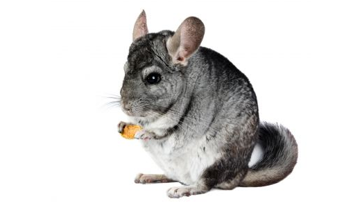 Chinchilla
