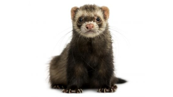 Ferret