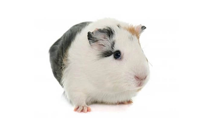 Guinea_pigs_Articles