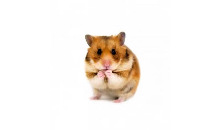 Hamsters_Articles