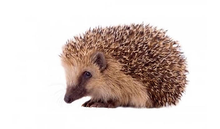Hedgehog