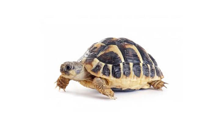 Tortoises_Articles