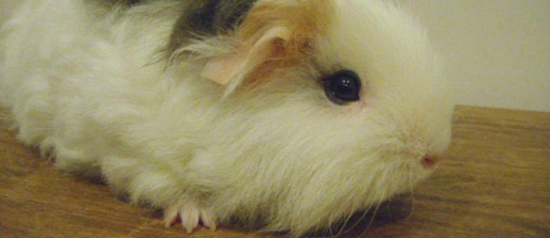Guinea Pig